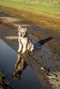 Small dog sitting by puddle on wet path with reflection during autumn walk Royalty Free Stock Photo