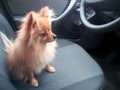 Small dog sitting safe in the car on the back seat Royalty Free Stock Photo