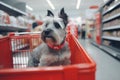 small dog sitting in shopping cart with carts inside the store Royalty Free Stock Photo