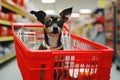 small dog sitting in shopping cart with carts inside the store Royalty Free Stock Photo