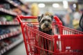 small dog sitting in shopping cart with carts inside the store Royalty Free Stock Photo