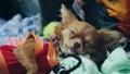 Small Dog sleeping Royalty Free Stock Photo
