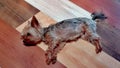 Small dog sleeping on a wood floor Royalty Free Stock Photo