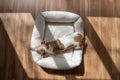 Small dog sleeping on white pet bed. Royalty Free Stock Photo