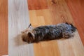 Small dog sleeping on a wooden floor Royalty Free Stock Photo