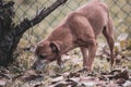 small dog smelling any similar odors near a trunk, brown mixed breed.