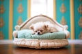 small dog snoozing on a plush oval bed