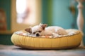 small dog snoozing on a plush oval bed