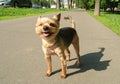 A small dog dog squinting in the bright sun and smiling