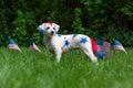 Small dog standing with flags Royalty Free Stock Photo