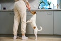 Small Dog Standing on Hind Legs in a Kitchen Begging for Treats From Owner Royalty Free Stock Photo