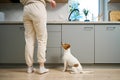 Small Dog Standing on Hind Legs in a Kitchen Begging for Treats From Owner Royalty Free Stock Photo