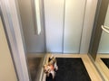 Small Dog Standing Inside Elevator Cabin Royalty Free Stock Photo