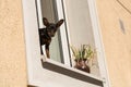 Small dog standing on window sill