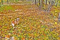 small dog stands on fallen yellow leaves and disguises itself in them.