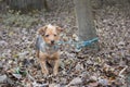 Small dog tied to a tree alone and abandoned in the forest