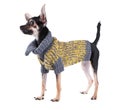 Small dog toy terrier in clothes Royalty Free Stock Photo