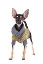 Small dog toy terrier in clothes Royalty Free Stock Photo