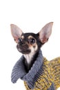 Small dog toy terrier in clothes Royalty Free Stock Photo