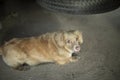 Small dog under car. Dog of red hair. Pet hid under wheel