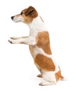 Small dog vet Jack Russell terrier poster. Royalty Free Stock Photo