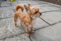 Small dog waiting for her owner Royalty Free Stock Photo