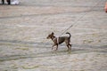 Small dog walking on leash Royalty Free Stock Photo