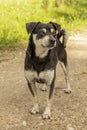 Small dog walking.  dog outdoors in summer. Animal, natural. Royalty Free Stock Photo