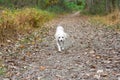 Small dog walking on path Royalty Free Stock Photo