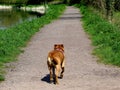 Small dog walking up a canal path in Devon, England