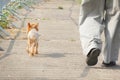 Small dog walks next to the owner. Dog at the feet of the owner Royalty Free Stock Photo