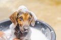 A small dog was bathing during the day on a sunny day, Cream are rubbing bath for small dogs Royalty Free Stock Photo