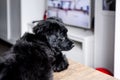 Small dog watches TV broadcast Royalty Free Stock Photo