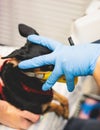 Small dog wearing duck mouth muzzle examined at vet station, veterinarian holding small black dog and checking her eyes, pet