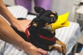 Small dog wearing duck mouth muzzle examined at vet station, veterinarian holding small black dog and checking her eyes, pet