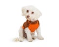 Small Dog Wearing Halloween Sweater