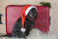 dog wearing a Santa Claus hat next to a red suitcase . concept of travel in Christmas holidays with a dog Royalty Free Stock Photo