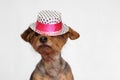Small dog wearing a white and pink hat that falls on his eyes Royalty Free Stock Photo