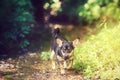 Small dog in woods Royalty Free Stock Photo