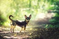 Small dog in woods Royalty Free Stock Photo