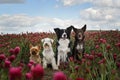 Small dog of yorkshire is sitting in crimson clover.