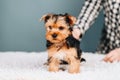 Small Dog Yorkshire Terrier, Black and Brown Color Royalty Free Stock Photo