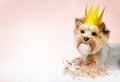 Small dog (Yorkshire terrier) with cute expression wearing gold crown. Confetti on pink background.