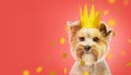 Small dog (Yorkshire terrier) with cute expression wearing gold crown. Confetti on red background.