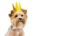 Small dog (Yorkshire terrier) with cute expression wearing gold crown. New year, birthday, anniversary, party Royalty Free Stock Photo