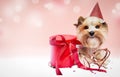 Small dog (Yorkshire terrier) with cute expression wearing a party hat celebrating birthday with gift box and confetti. Royalty Free Stock Photo