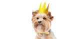 Small dog (Yorkshire terrier) with cute expression wearing a party hat celebrating birthday with gift box. Royalty Free Stock Photo