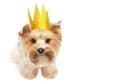 Small dog (Yorkshire terrier) with cute expression wearing gold crown, on white background, isolated. Royalty Free Stock Photo