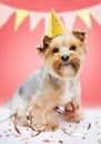 Small dog (Yorkshire terrier) with cute expression wearing a party hat celebrating a birthday..