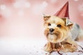 Small dog (Yorkshire terrier) with cute expression wearing a party hat celebrating birthday on pink background.